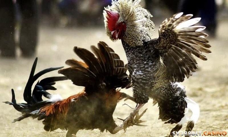 Gà cú đá 5 tỷ - Khám phá trận đấu gà siêu kinh điển 1 ga cu 5 ty 2