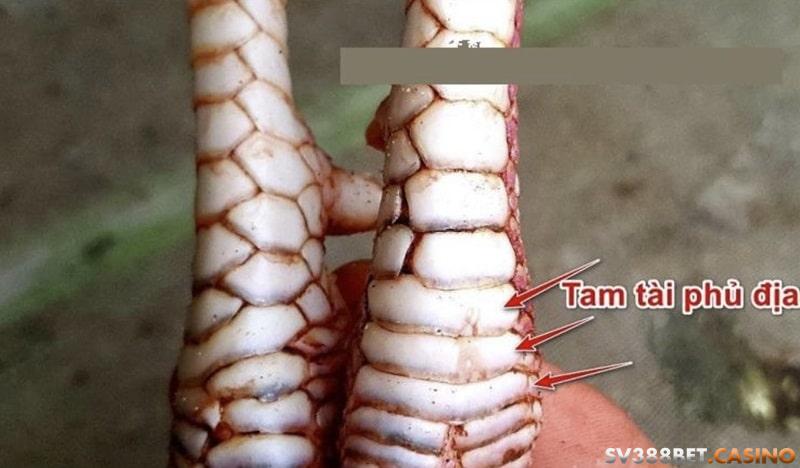 Hướng dẫn cách xem vẩy gà tốt xấu hiệu quả của các sư kê 2 xem vay ga 3